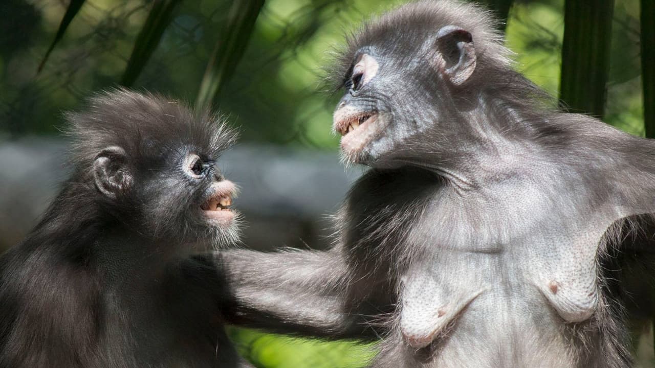 ¿Travesura o crimen? Ahora hallan cortes en la jaula de los monos del Dallas Zoo