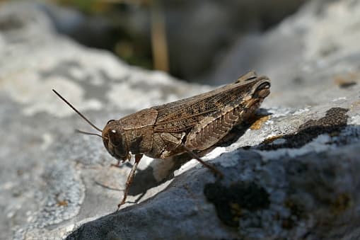 <b>Uso de insecticidas. </b>Aunque el control del grillo con insecticidas debe considerarse solo como una solución parcial a los problemas del grillo, es importante que considere que alrededor de los perímetros de los edificios se pueden terminar con la plaga de grillos al utilizar aerosoles insecticidas. Los aerosoles líquidos se pueden aplicar en sitios al aire libre alrededor de agujeros de drenaje, puertas, ventanas y otras entradas. Por el contrario, los aerosoles interiores no son muy efectivos para los grillos de campo y no se recomiendan.