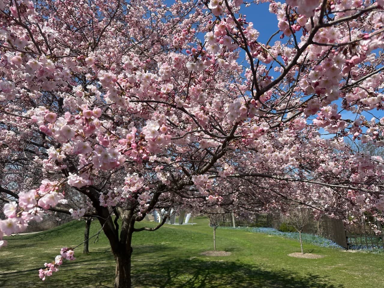 En el extremo sur del parque vive el "árbol madre", uno de los primeros en ser plantado aquí. Hoy, luce en su máximo esplendor con flores blancas y rosadas.