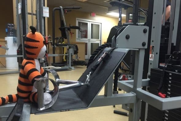 El peluche no quiere que el gelato le ensache sus rayas de tigre.