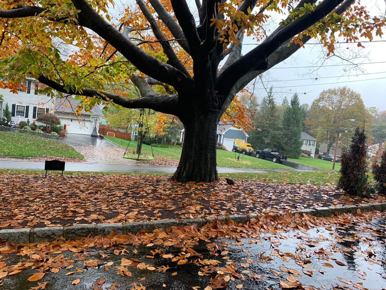 El hermoso árbol de nuestra reportera Mariela Salgado ya comienza a deshojarse, mientras la lluvia de Zeta cae sobre Nueva Jersey.