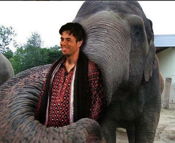 Ese elefantito es muy inteligente, más de una fan quisiera tener así a Enrique Iglesias entre sus brazos, ¿o no?