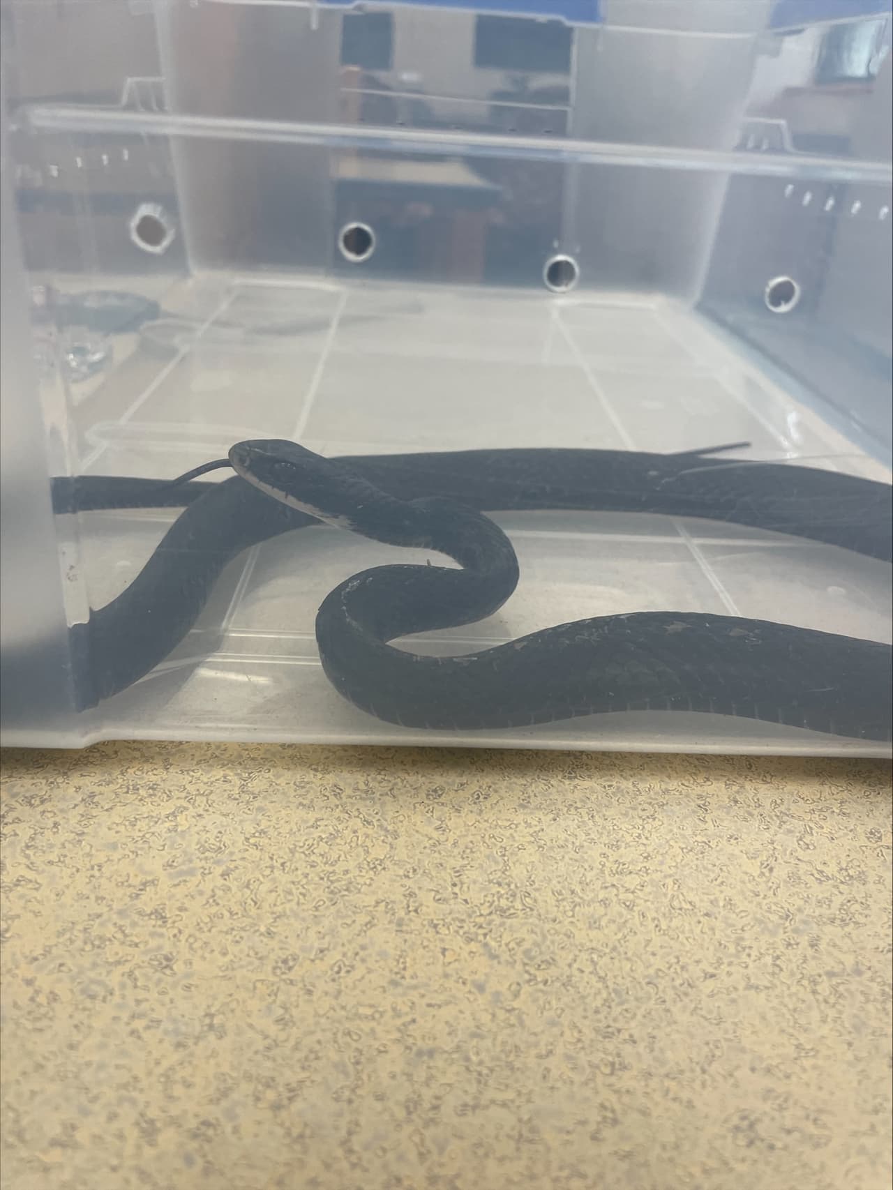 Una serpiente negra de 5 pies de largo estaba dentro de la Seffner-Mango Branch Library.