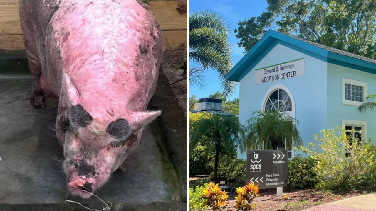 Waddles, el cerdo con quemaduras solares, convierte a su refugio en el acusado