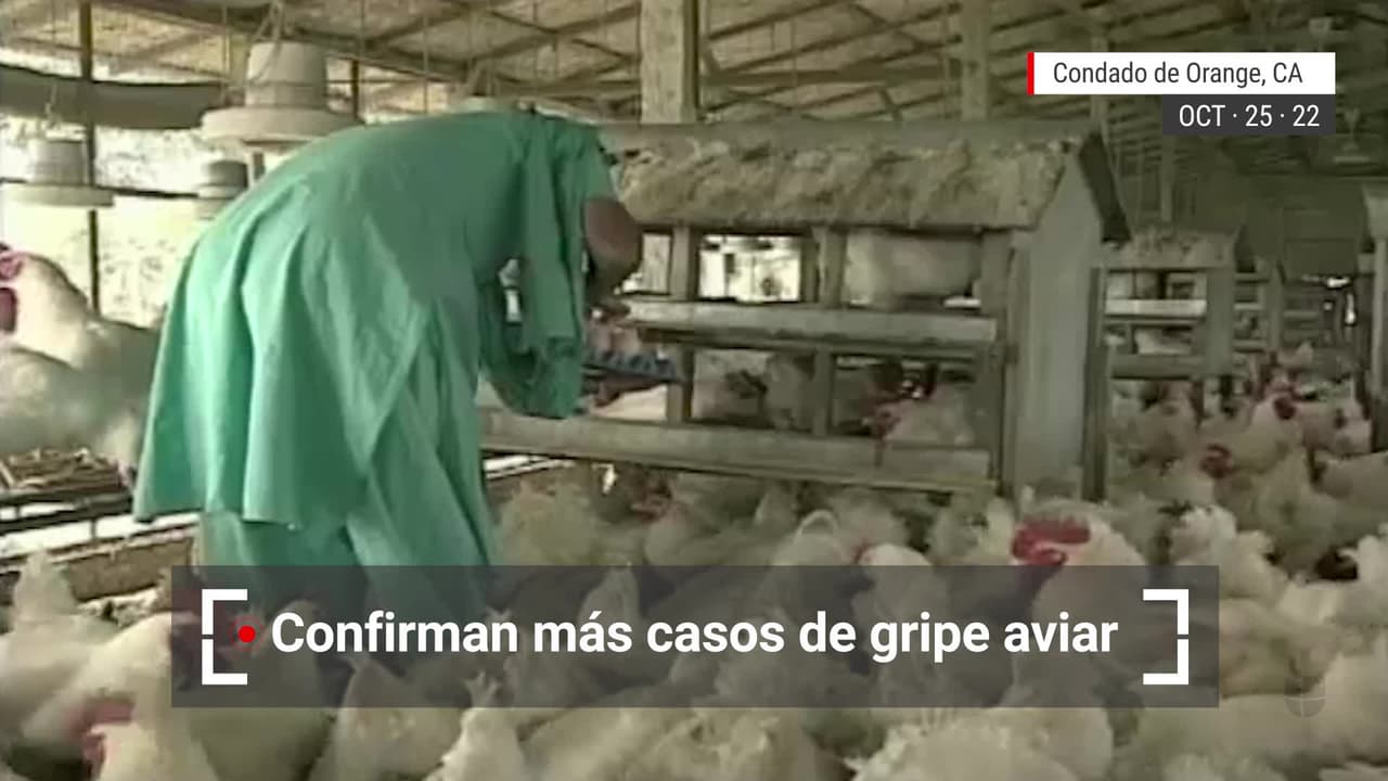 Confirman más casos de gripe aviar en California