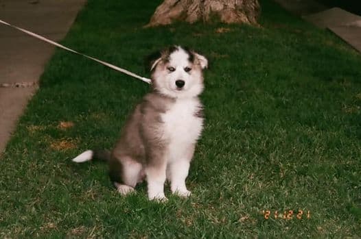 Luna posa muy seria, pero sabemos que es una perrita muy jugetona.