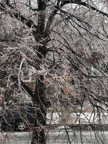 Un arbol con poco de verde es completamente cubierto por hielo.