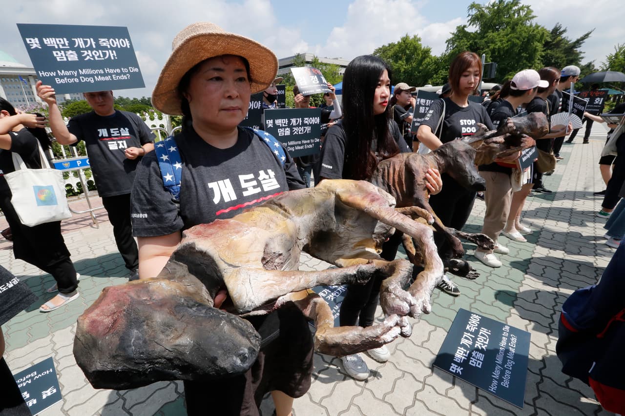 Este viernes decenas de personas que se oponen al consumo de carne de perro en Corea del Sur se manifestaron frente la Asamblea Nacional en Seúl, mientras que otro grupo en favor de este tipo de prácticas pedía su legalización.
<br>