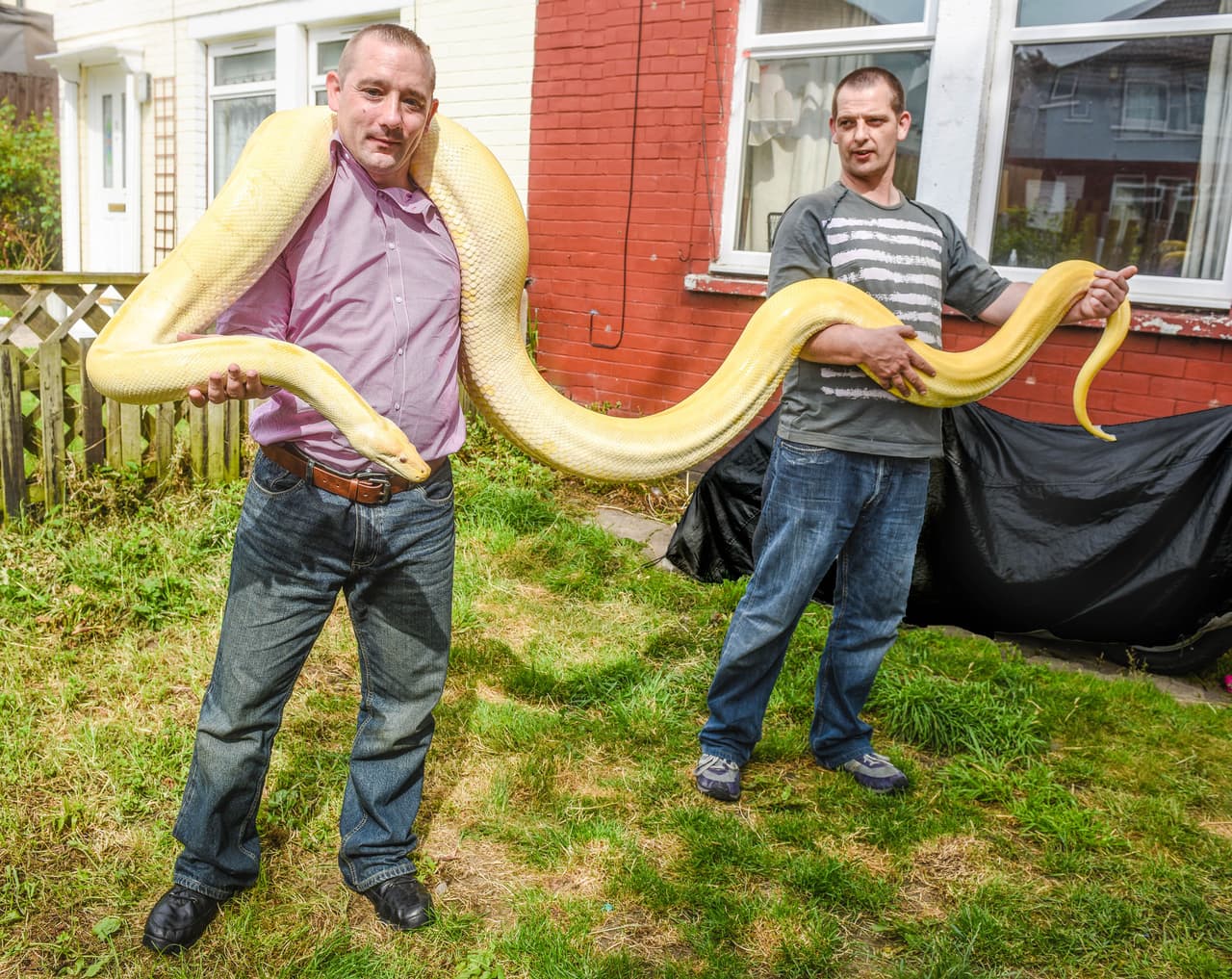 ‘Rob serpiente de cascabel’ ha tenido serpientes desde hace muchos años.