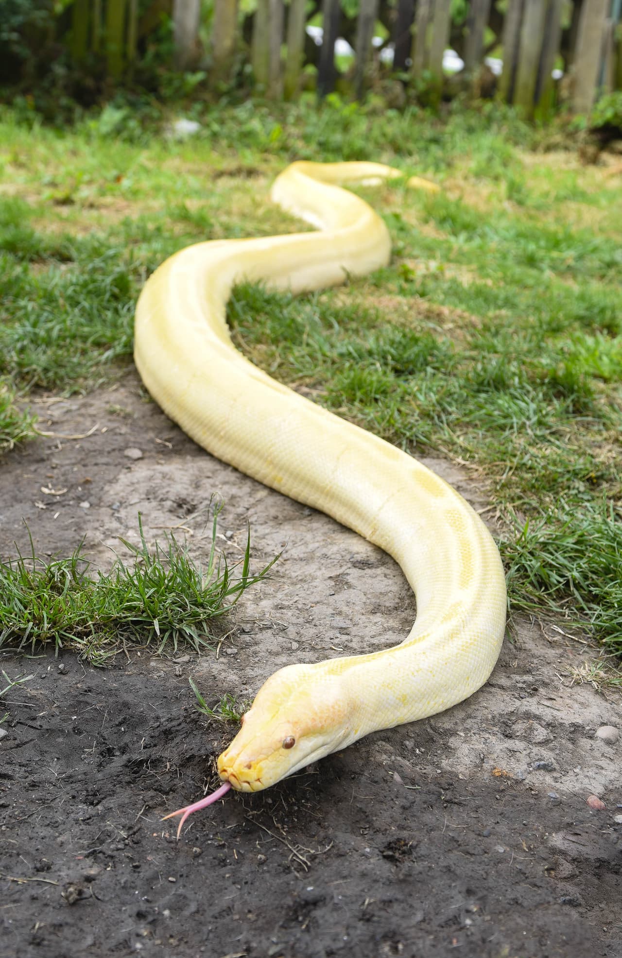 El hombre es conocido como ‘Rob serpiente de cascabel’.
