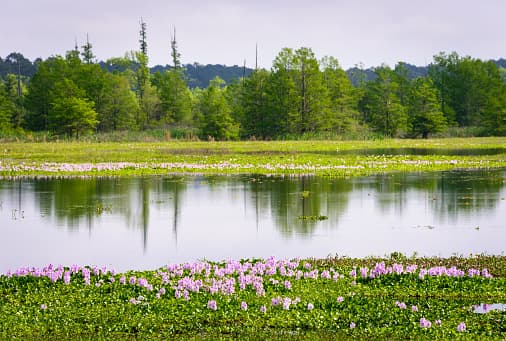 Actividad: Búsqueda del tesoro de 4 de julio (4th of July Scavenger Hunt)
<br>Lugar: Parque estatal Martin Dies, Jr.