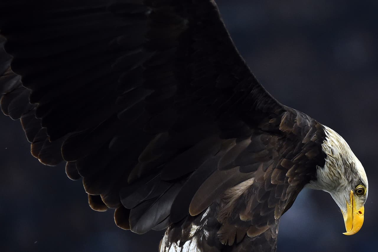 Las plumas son fuertes y flexibles a la vez. Esto las hace muy resistentes: un ave puede zambullirse a 200 millas por hora y detenerse de golpe, como lo hace el halcón peregrino, sin fracturar ni una sola pluma.