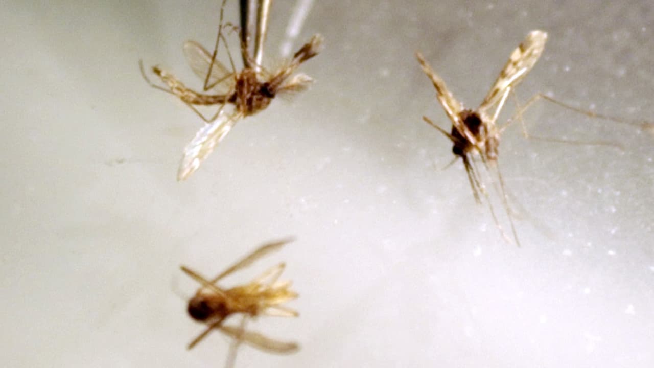 Los repelentes respaldados por EPA suelen tener alguno de los siguientes ingredientes como sustancia activa: DEET, Picaridin, IR3535, Aceite de eucalipto limón, para-mentano-3,8-diol, conocido como gerranodil; y 2-undecanona.