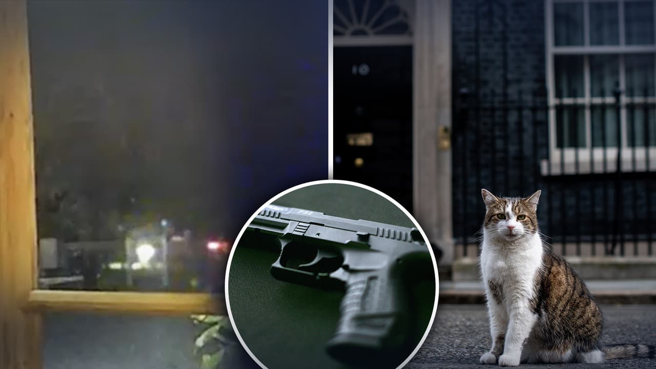 Policía de Polk busca a sospechoso que le disparó a un gato en Lakeland