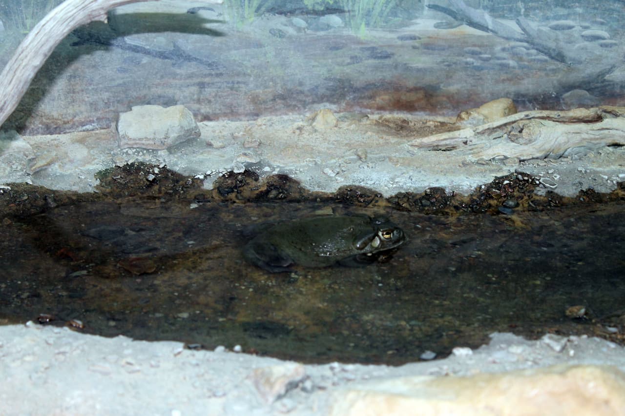 El Museo del Desierto Arizona - Sonora