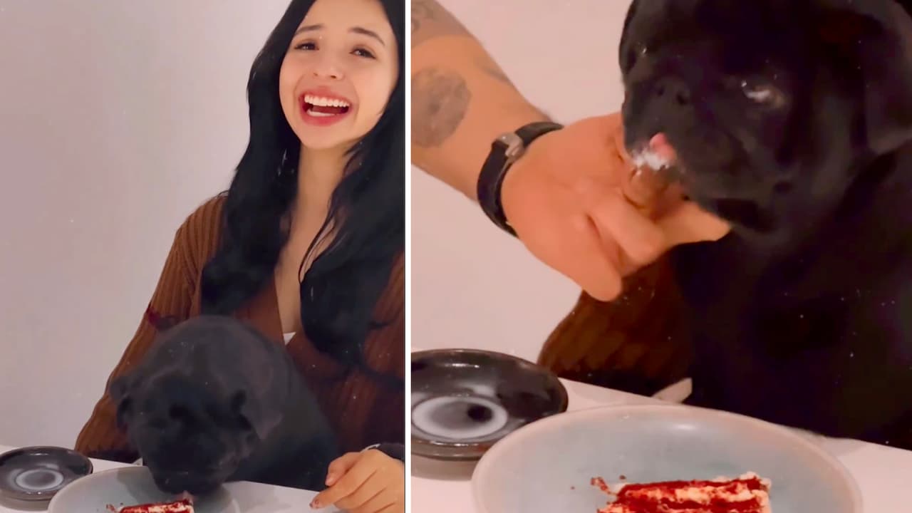 Gordo, el perro de los Aguilar, preocupa a sus fans: se dio un gran banquete con pastel y leche