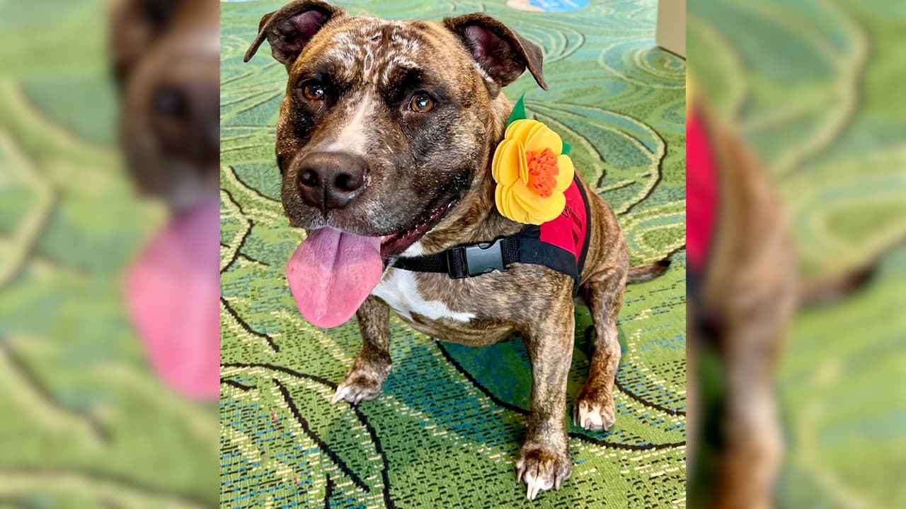 Perro sobreviviente de abuso es semifinalista a premio nacional    