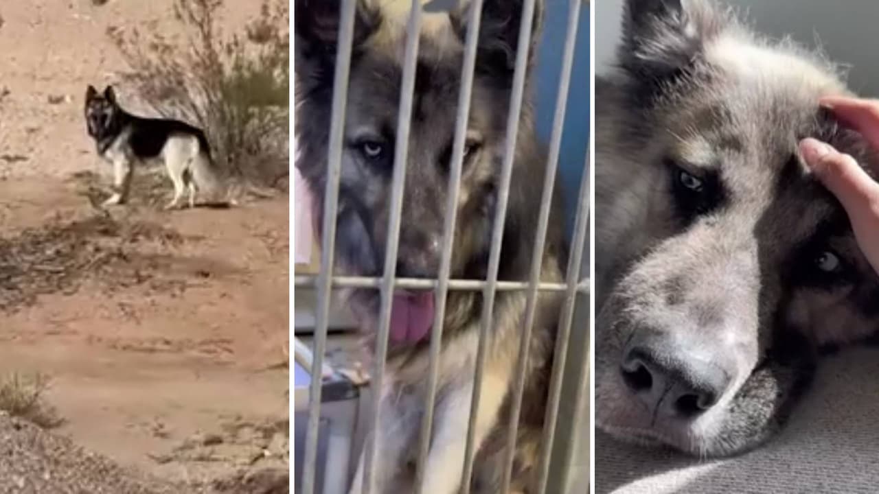Eclipse, el perro que vagaba solo por el desierto de Arizona tras la deportación de su familia