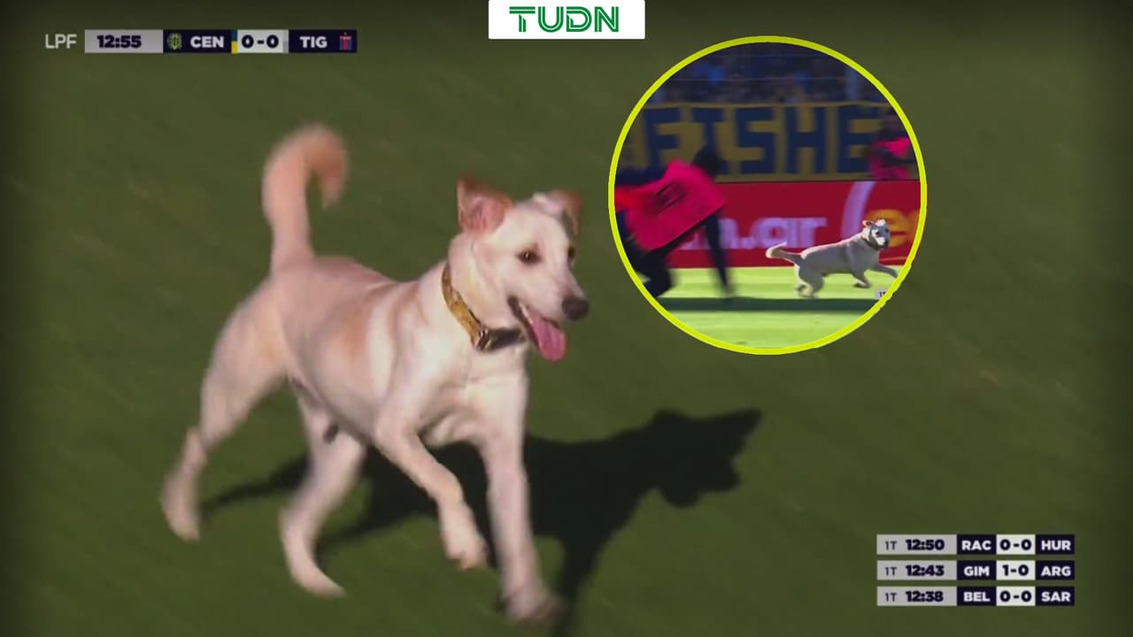 ¡Tremendos dribles a lo Messi! Perrito se vuelve viral en Argentina