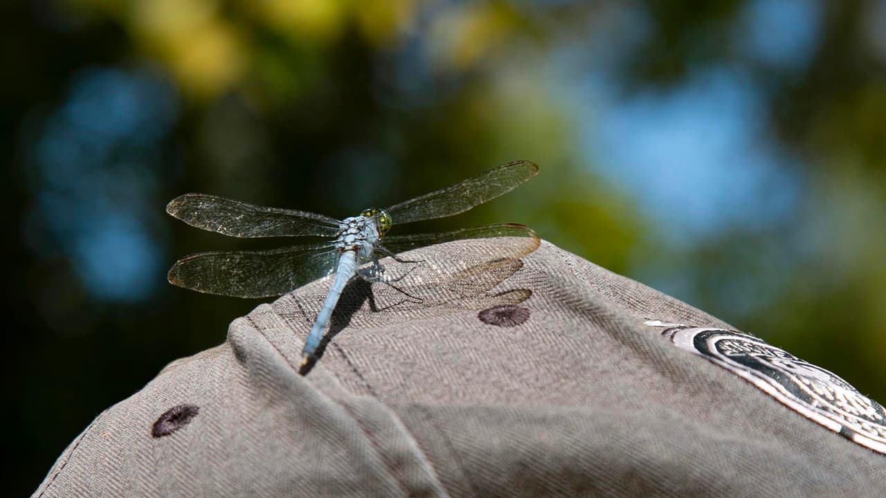 Insectos y aves son otras de las especien que habitan en Brazos Bend.
