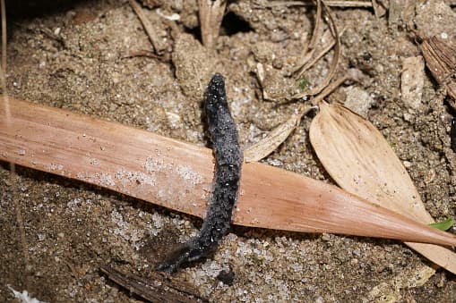 Actualmente, se encuentra en tres estados del país: Texas, Florida y Puerto Rico.