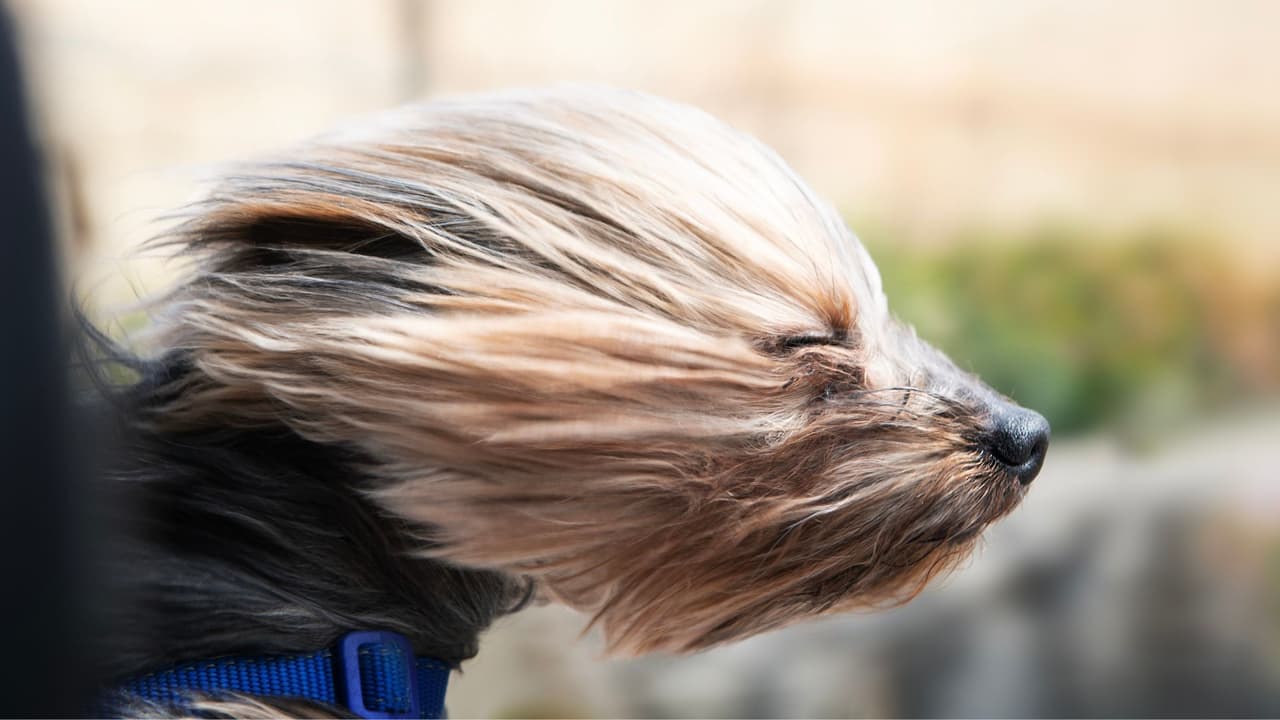¿Es legal manejar con tu perro en las piernas en Florida? Esto debes saber
