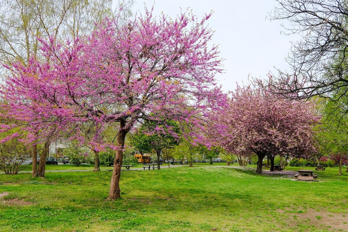 <b>6.- Amersfort Park</b> 
<br>
<br>Este es uno de los parques más tranquilos de la ciudad de Nueva York.
<br>
<br>En esta área verde puedes encontrar los cerezos de Kwanzan en flor, además de unas vistas espectaculares.