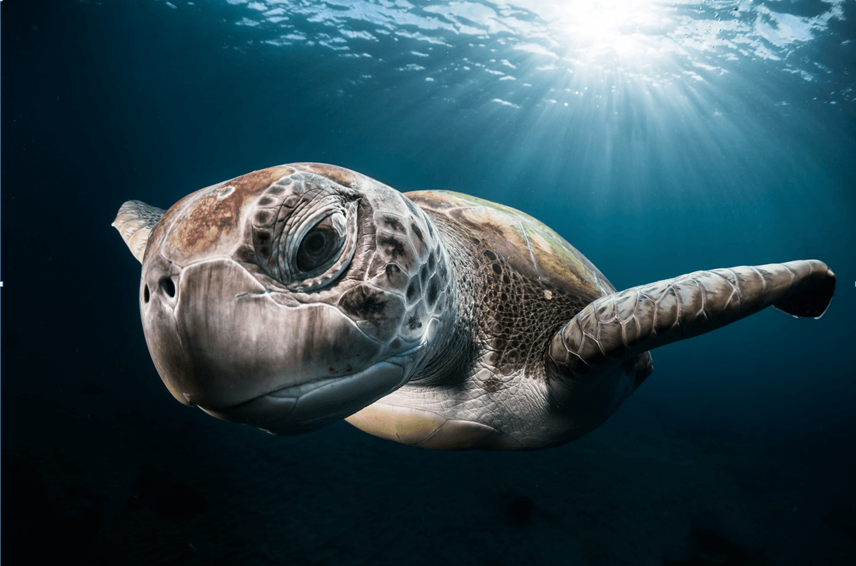 El francés Gregory Lecoeur obtuvo el primer lugar en la categoría de Vida Submarina.