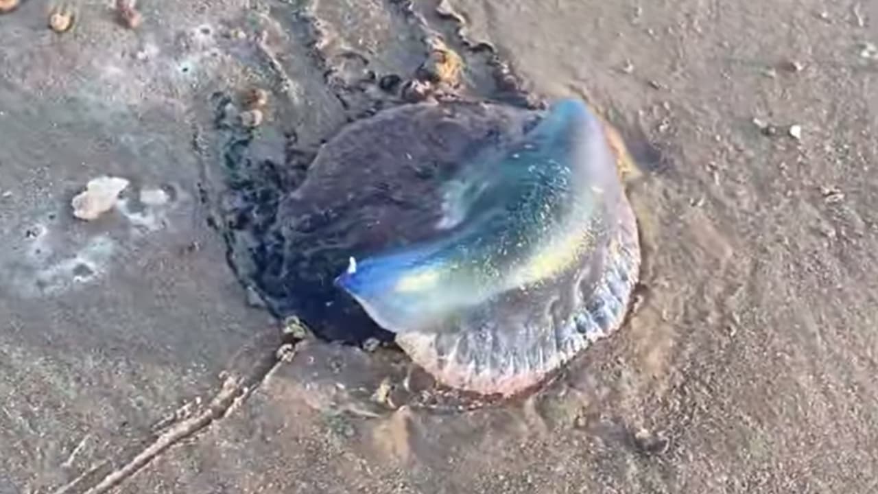 La burbuja llena de gas es de color azul o púrpura pálido o trasparente y tiene tentáculos en forma de hilo que pueden alcanzar hasta los 15 metros de largo. Aunque sus brillantes colores y la rareza de sus tentáculos pueden cautivar la atención de los visitantes a las
<b>playas</b>, estas criaturas pueden ser peligrosas, advirtieron las autoridades. Yoselin Salguero dijo en un comentario: "Yo he visto muchas en la playa".
<br>