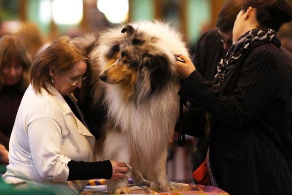 Es bien sabido que los Collies son muy inteligentes y siempre destacan en estas competencias.