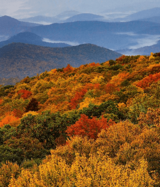 Roble, carya y tulíperos son algunos de los árboles más comunes en el Blue Ridge Parkway, NC.