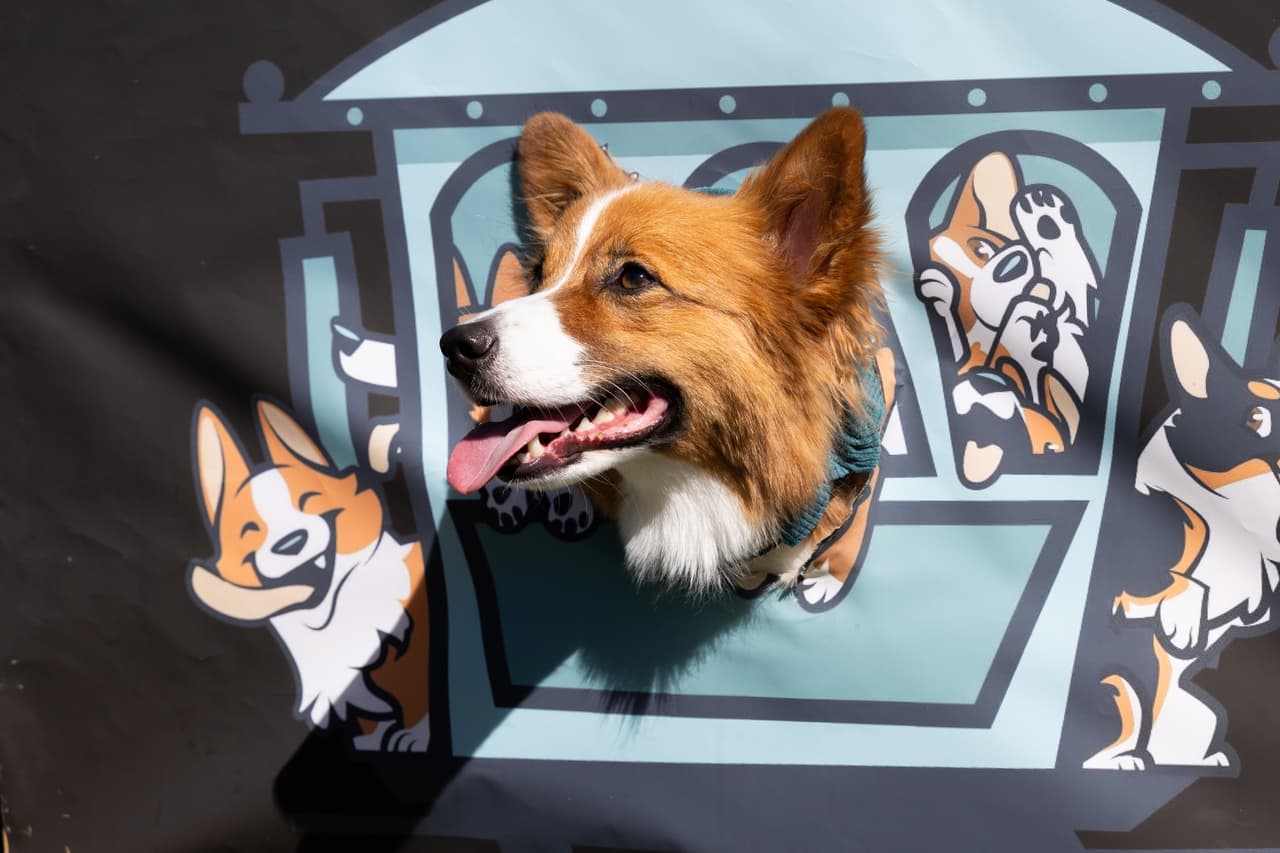 Bean encuentra el ángulo perfecto, con porte de supermodelo. Este corgi demuestra que domina la cámara en Corgi Con.