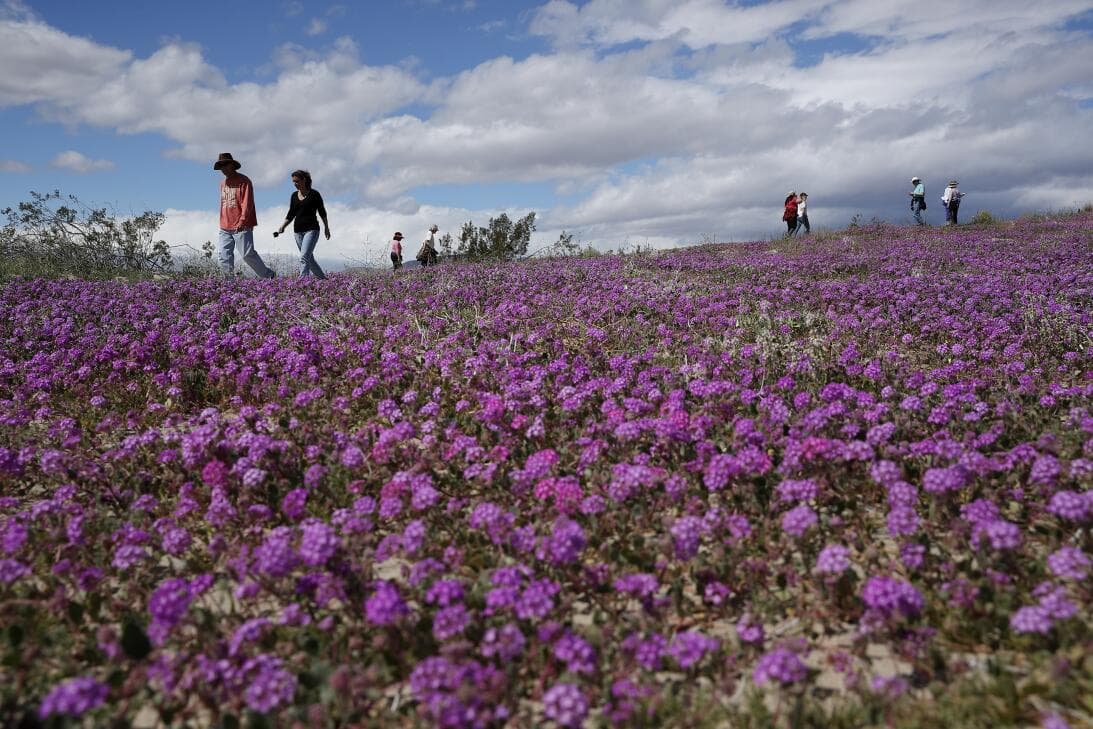 Superfloración: estos son los mejores lugares para ver las flores silvestres en el sur de California 