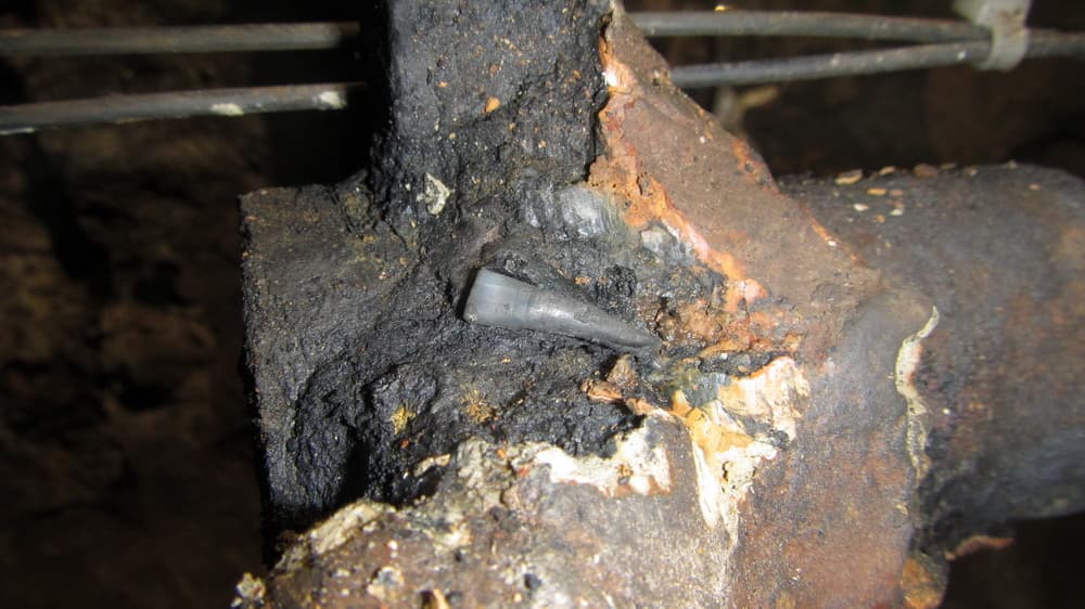 La imagen muestra un resto humano dentro del submarino hundido hace más de 150 años y cuyo interior exploraron esta semana por primera vez. Se trata de un diente.