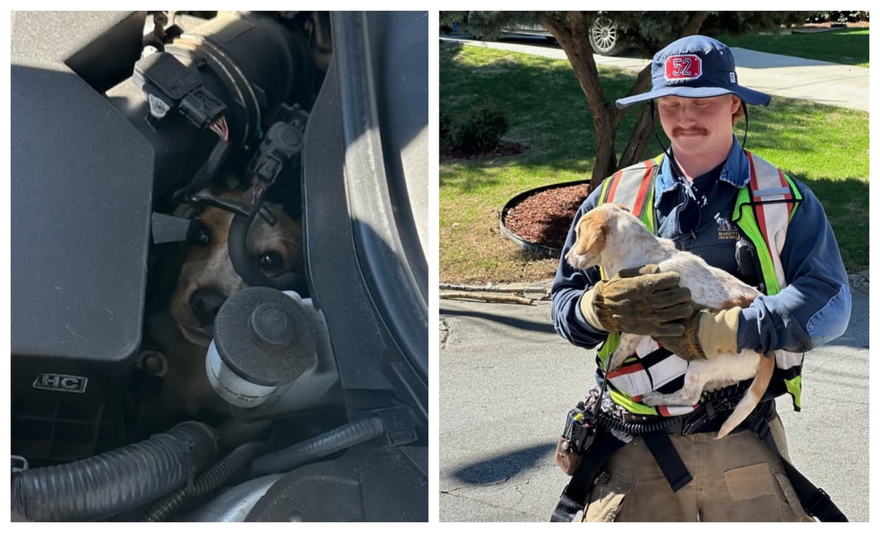 Se detuvo cuando lo vieron en la carretera y él se atoró en el motor del carro: así fue el rescate de un perrito en Marietta