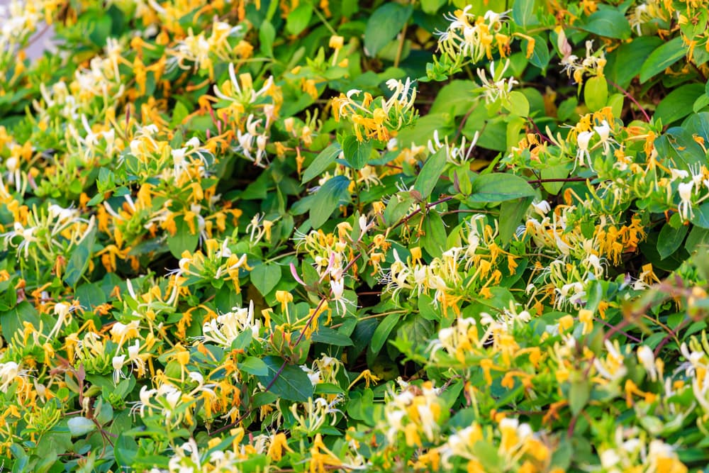 Las madreselvas son el nombre popular con el que se conoce a una serie de plantas de la especia loniceras. Son arbustos arqueados, trepadores, la mayoría con dulces fragancias y flores con forma de campana. En inglés se le conocen como 'honeysuckle' y otra variante en español es chupamiel o hasta 'pata de cabra'.