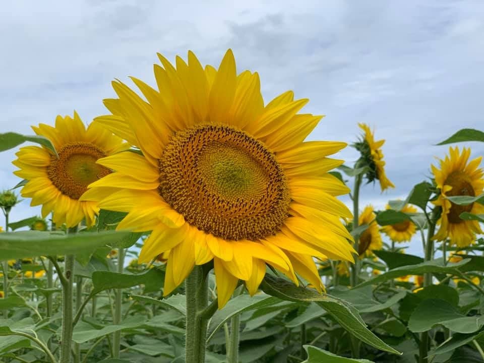 El espacio se encuentra detrás del campo de aviones, fuera de la ruta 178. Las flores del sol se siembran cada año.