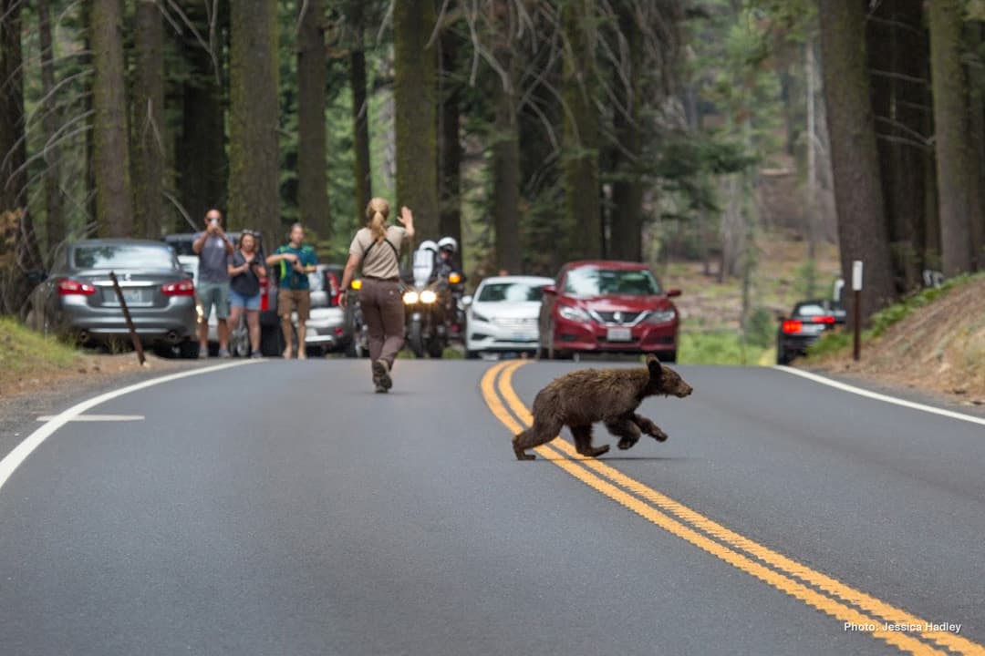 Oso pequeño cruzando la vía del Yosemite National Park.