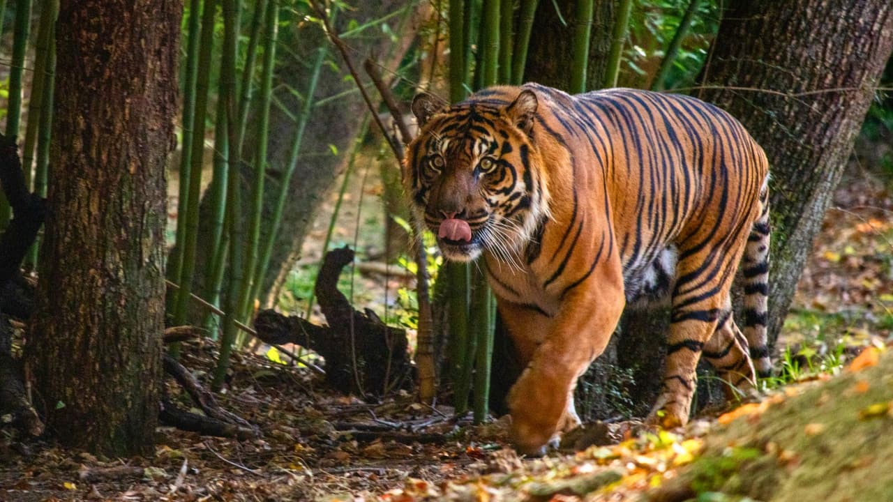 <h3 class="cms-H3-H3">Una visita que vale cada centavo </h3>
<br>“El objetivo es hacer que la visita al zoológico sea más accesible, divertida y económica para todos”, dijo Sean Greene, director de operaciones del Zoológico. “Este es el primer verano que reunimos estas atracciones en un solo paquete, ideal para familias que buscan simplicidad y ahorro”. 
<br>Para usar el pase, 
<b>solo debes mostrar tu boleto al llegar, recibirás un brazalete especial que te servirá durante todo el día para acceder a cada experiencia.</b>