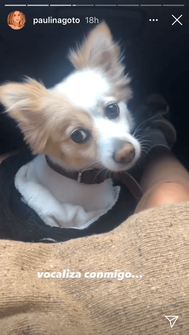 Durante el sábado 3 de octubre, compartió con sus seguidores un paseo que realizó al lado de una mascota. 
<br>