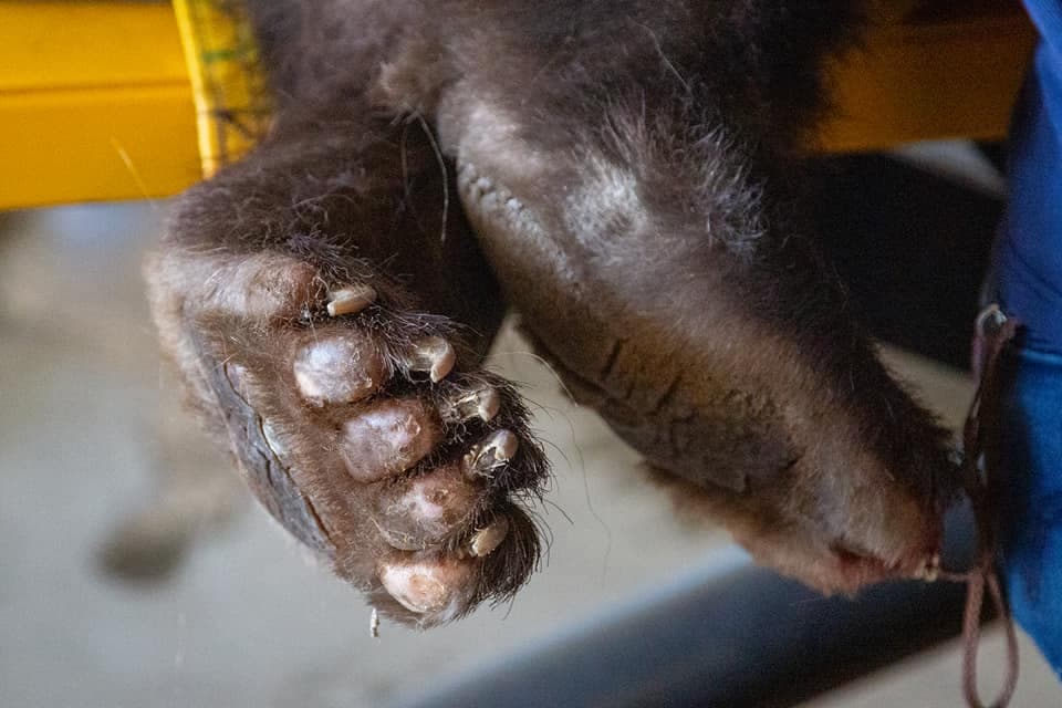 Aparte de una lesión pulmonar por el humo, el oso también sufrió quemaduras en sus pies que no le permitían caminar.