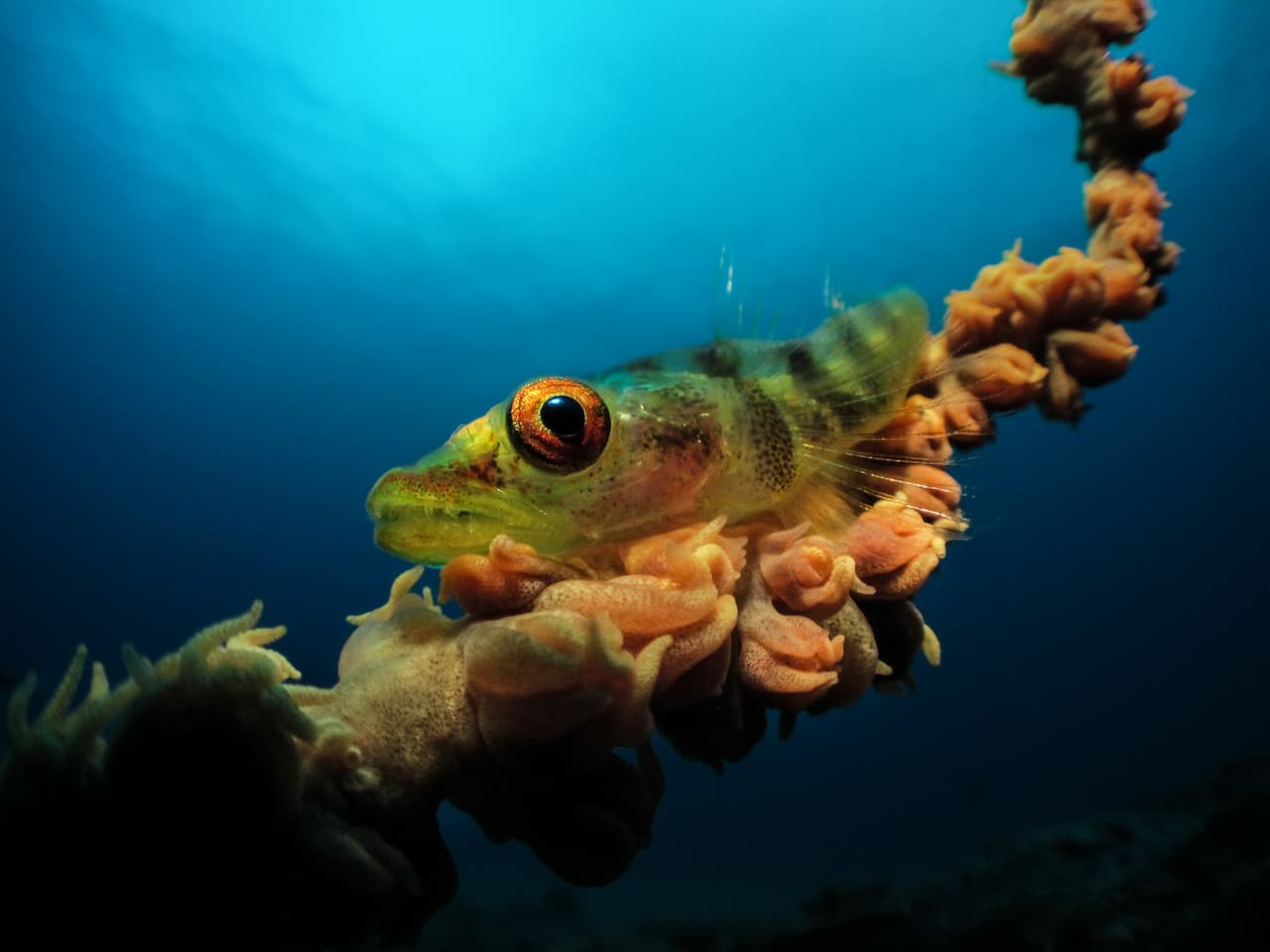 ¡Te tengo en mi vista! - Ganador, categoría compacta. Un pez góbido, espécimen difícil de fotografiar quieto, parece mirar de forma desconfiada a la cámara.