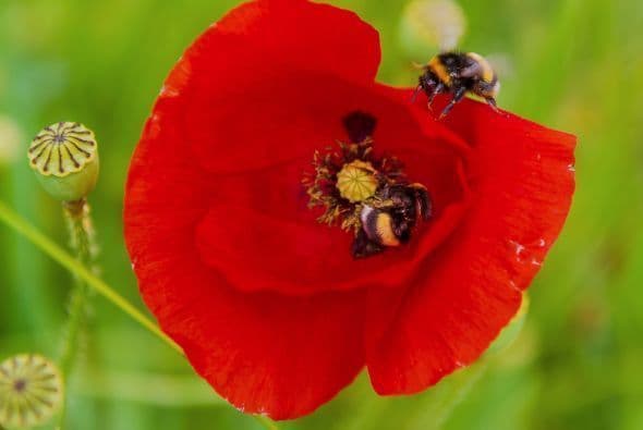 Los abejorros recolectan el polen de una flor de amapola en Denain , el norte de Francia.