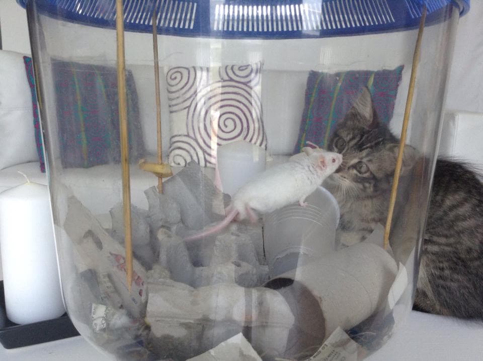 <b>Ni tan independientes</b>: Cuando un gato se acostumbra a ti, no puede estar sin ti. Lo cierto es que poco a poco observarás reacciones 
<b>más atentas a ti</b>, a tu comportamiento y hábitos. Tienen el potencial de convertirse en tu sombra. A esto le llamo el efecto fantasma. Ahora no está y enseguida aparece. Pueden ser mu amigables, hasta con un ratón.