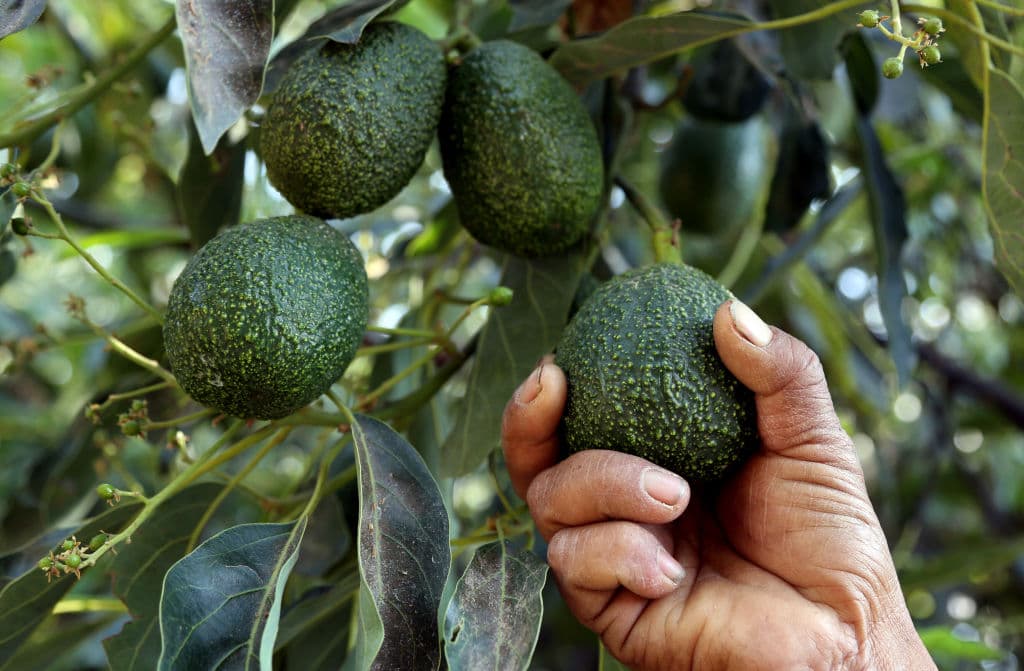 El guacamole y otros datos sobre la importancia del aguacate mexicano en EEUU