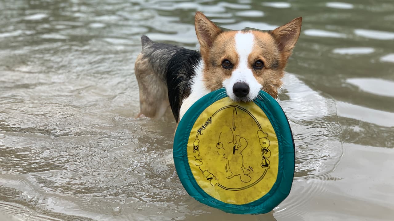 También en internet puede consultar la información y direcciones de los
<a href="https://www.houstontx.gov/parks/dogparks.html" target="_blank">parques para perros de Houston. </a>