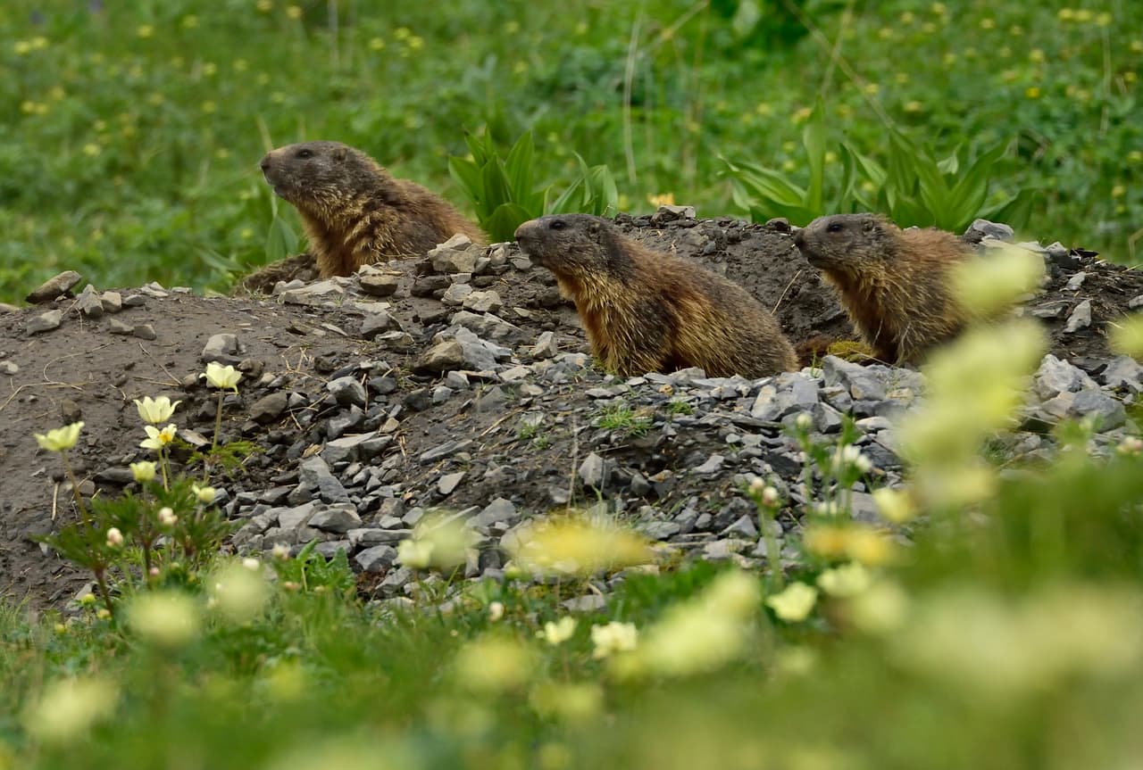 Una pareja muere de peste bubónica por comer marmota cruda y provoca cuarentena de 6 días