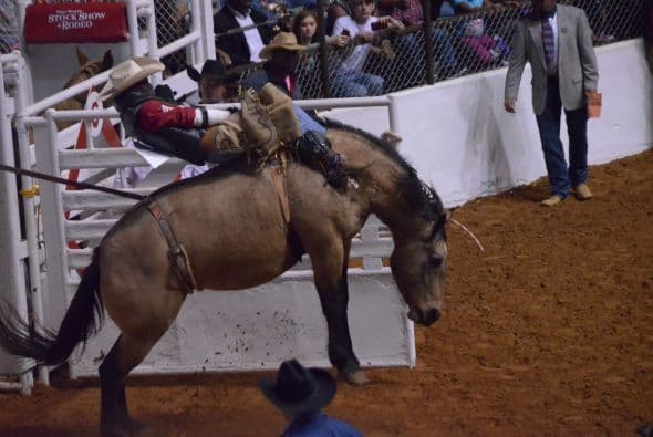 Con la monta de potros salvajes y toros