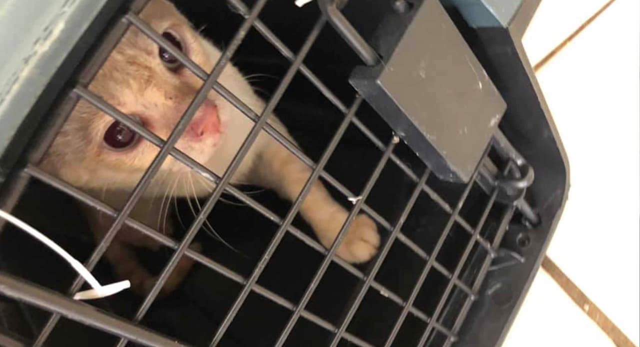 Las autoridades investigan los hechos y no se sabe si levantarán cargos contra los propietarios de las mascotas.