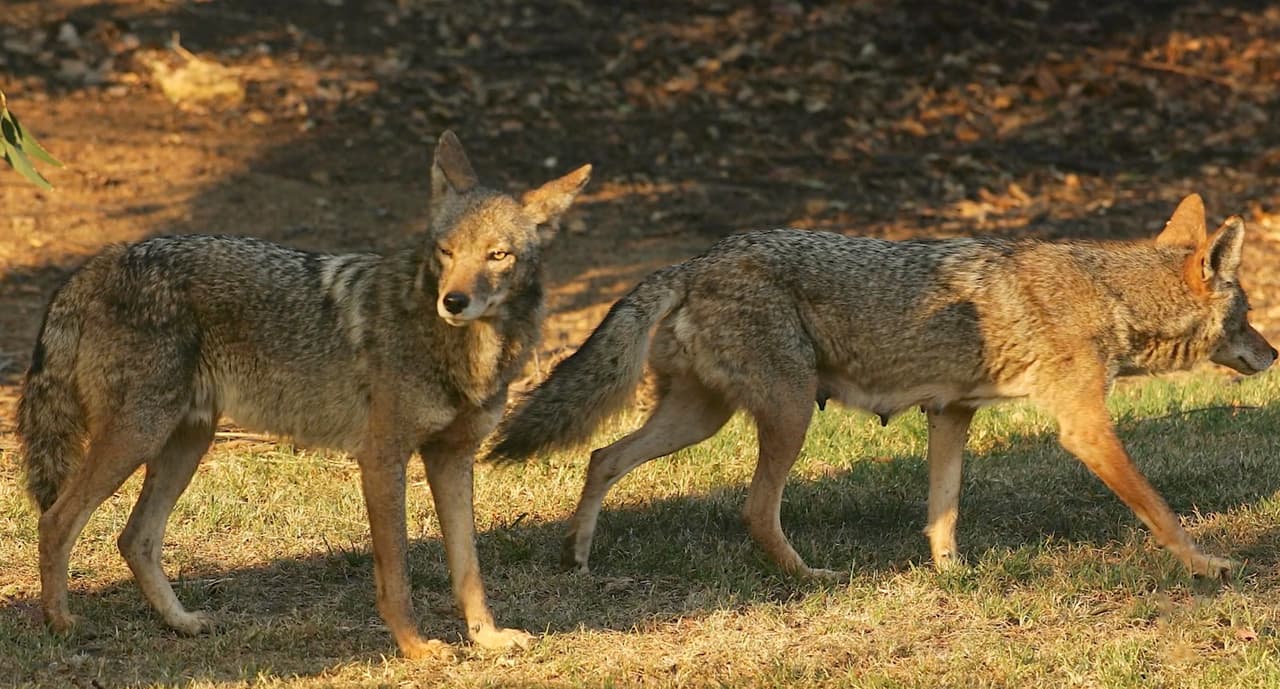 Para más información los residentes pueden visitar la página de internet del condado Galveston.
